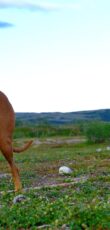 Rhodesian Ridgeback