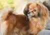 Papillon