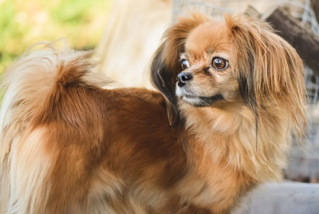 Papillon