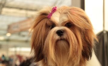 Lhasa Apso