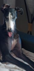 Galgo Espanol