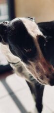 Galgo Espanol