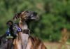 Galgo Espanol
