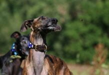 Galgo Espanol