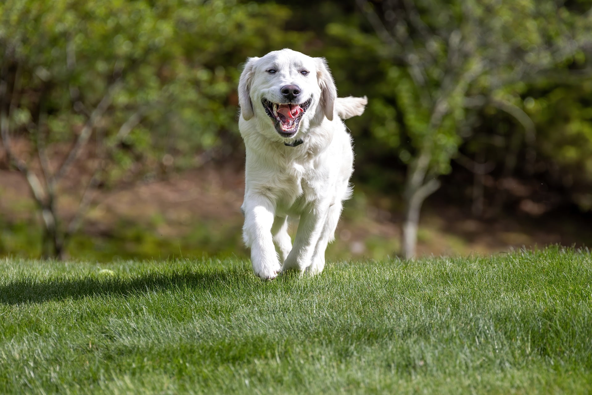 Wie bringe ich meinem Hund „Hier“ bei? Expertentipps zu Hundeernährung, Training und Hunderassen