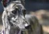 Greyhound