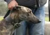 Ungarische Windhund