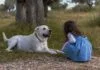 Hundeangst – Ursachen und Überwindung