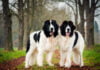 Landseer Landseer
