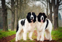 Landseer Landseer