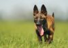 Malinois