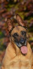 Malinois