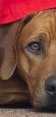 Rhodesian Ridgeback
