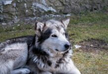 Alaskan Malamute