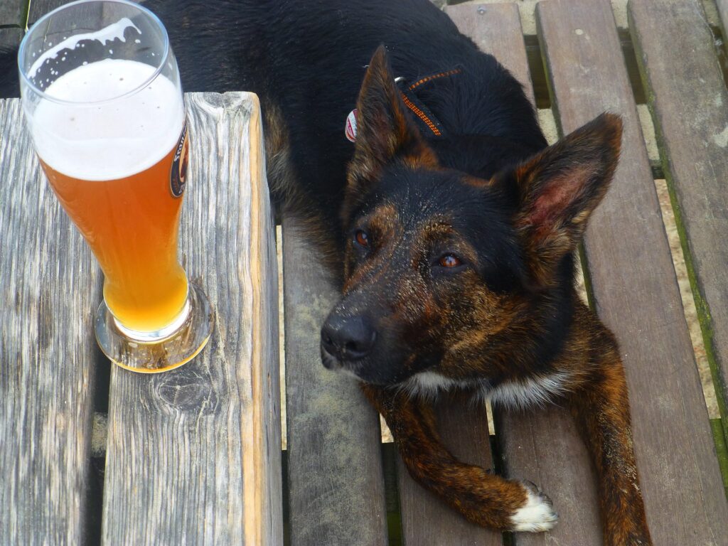 Bier für Hunde
