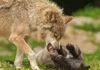 Darf ich in Deutschland einen Wolf töten?