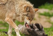 Darf ich in Deutschland einen Wolf töten?