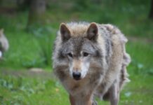 Wolf