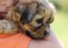 Zuchon (Mischling von Shih Tzu und Bichon Frise) zuchon