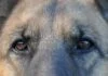 Kognitive Fähigkeiten bei Hunden
