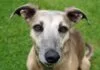 Warum Hundetraining nicht funktioniert?