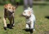 Das Geheimnis der perfekten Hundegehorsamkeit