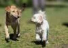 Das Geheimnis der perfekten Hundegehorsamkeit