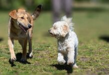 Das Geheimnis der perfekten Hundegehorsamkeit