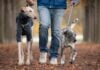 Warum zieht der Hund an der Leine?