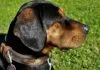 Wie finde ich das richtige Hundehalsband