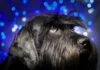 Hunde und Feuerwerk