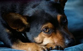 Angst bei Hunden
