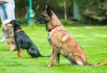 Fehler bei Hundetraining