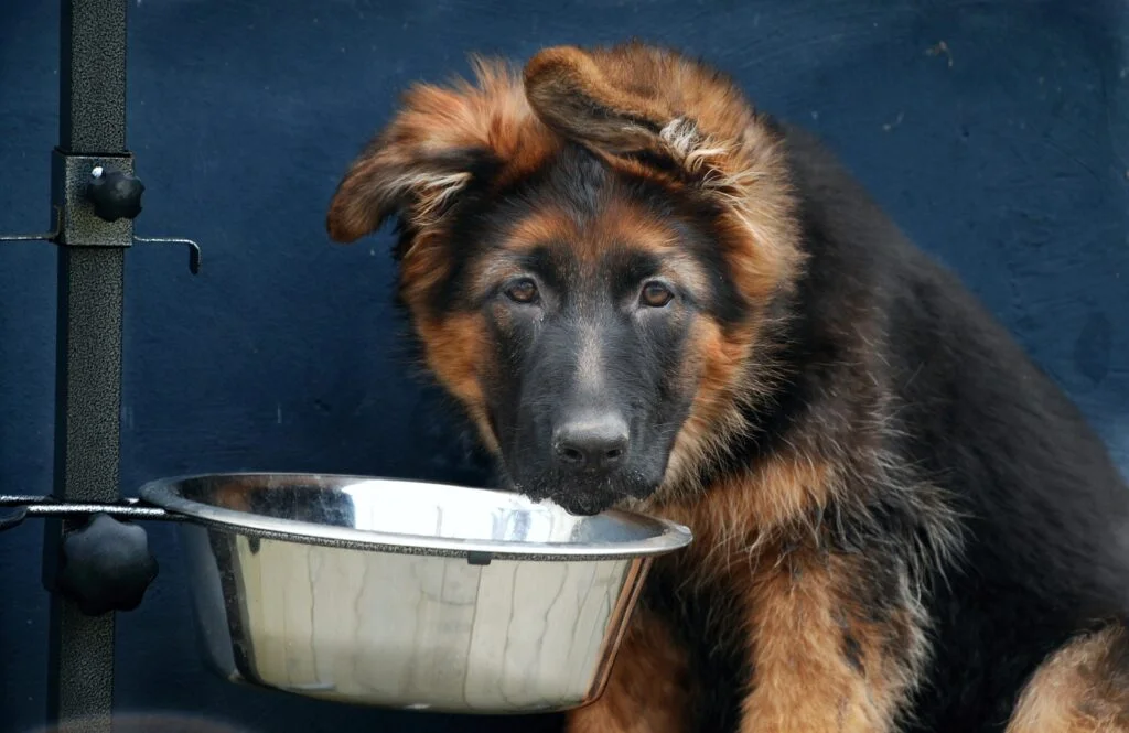 Hundefutter selber kochen