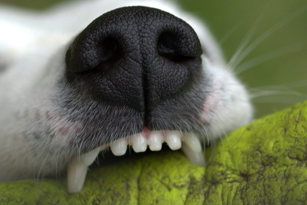 Zahnpflege bei Hunde