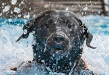 So schützen Sie Ihren Hund vor Überhitzung: Ratgeber für den Sommer
