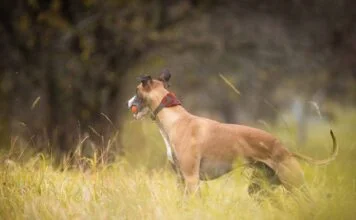 Hund ignoriert Besitzer