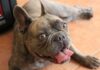 Französische Bulldogge: Ernährung