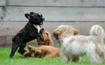 französische Bulldogge Sozialisierung