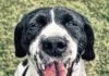 Hund glücklich