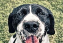 Gesundes Hundefutter selbst gemacht: 20 Rezepte für die Vitalität Ihres Vierbeiners Hund glücklich