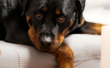 Vorsicht bei Grannen: Eine unterschätzte Gefahr für Hunde Hund krank