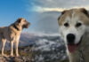 Alabai vs. Kangal Vergleich