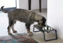 Erhöhte Futternäpfe für Hunde: Hilfreich oder schädlich? Erhöhte Futternäpfe