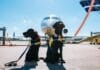 Fliegen mit Hund: Fluggesellschaften im Vergleich Fliegen mit Hund