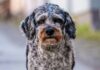 Aussiedoodle: Der perfekte Familienhund? Aussiedoodle