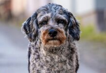 Aussiedoodle: Der perfekte Familienhund? Aussiedoodle