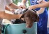 Hund baden: Wie oft ist gesund und welches Shampoo? Hund baden