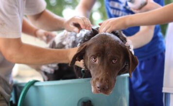 Hund baden: Wie oft ist gesund und welches Shampoo? Hund baden